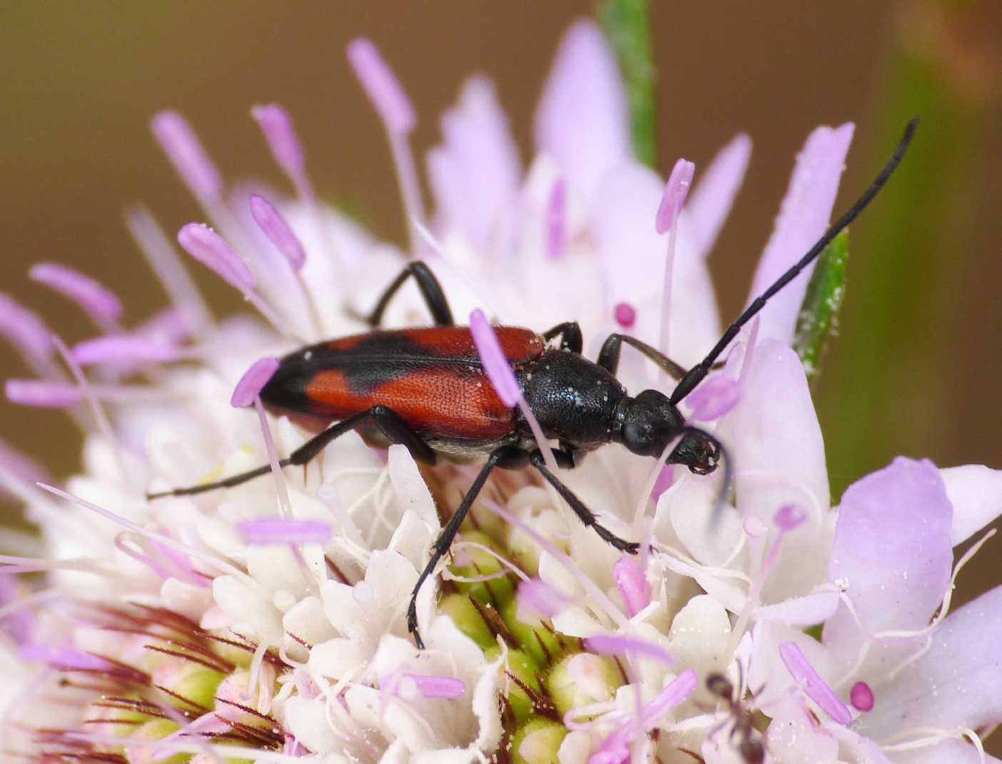 Stenurella bifasciata
